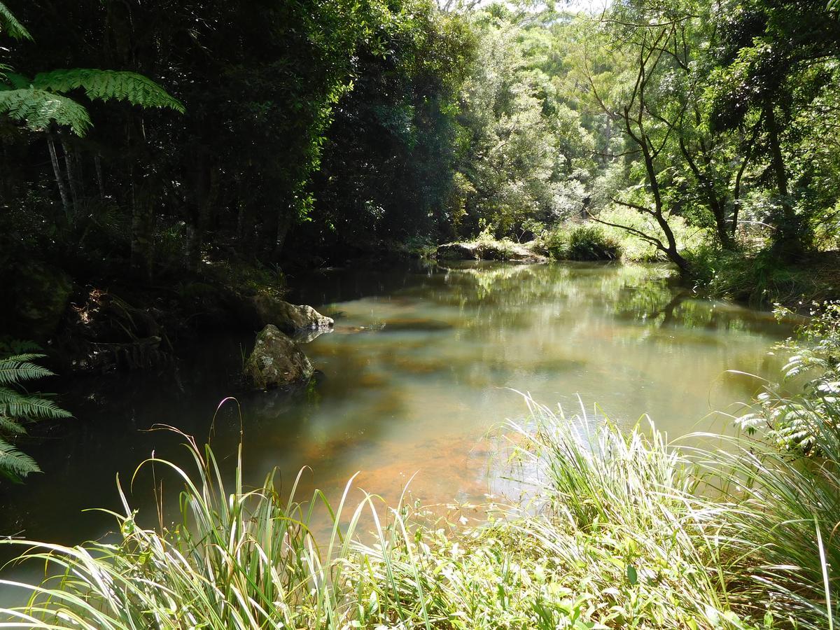 Purling Brook Falls Gwongorella Springbrook Εξωτερικό φωτογραφία