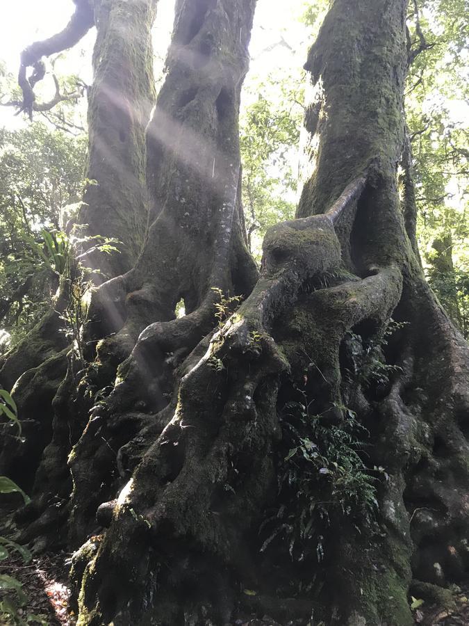 Purling Brook Falls Gwongorella Ξενοδοχείο Springbrook Εξωτερικό φωτογραφία